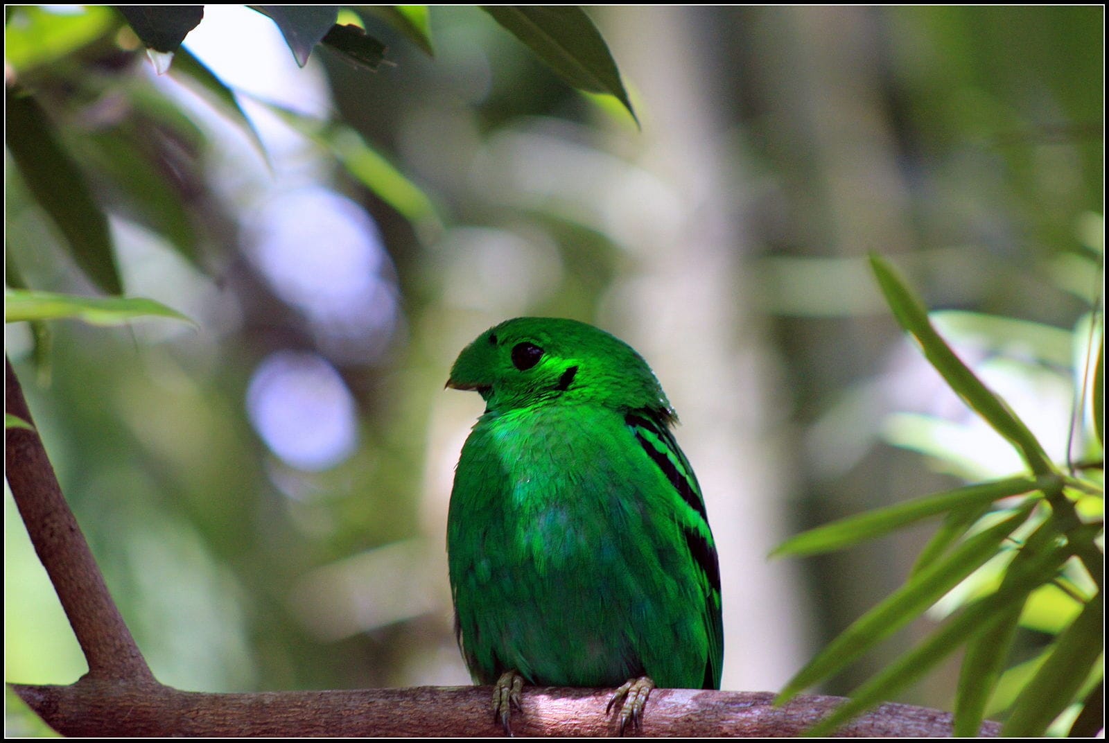 Green broadbill - sustainability news